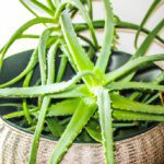 aloes podlewanie