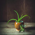 aloes rozmnażanie