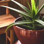 czy aloes jest jadalny
