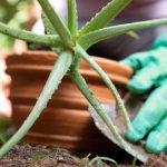 jak przesadzać aloes
