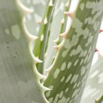 jak ukorzenić aloes